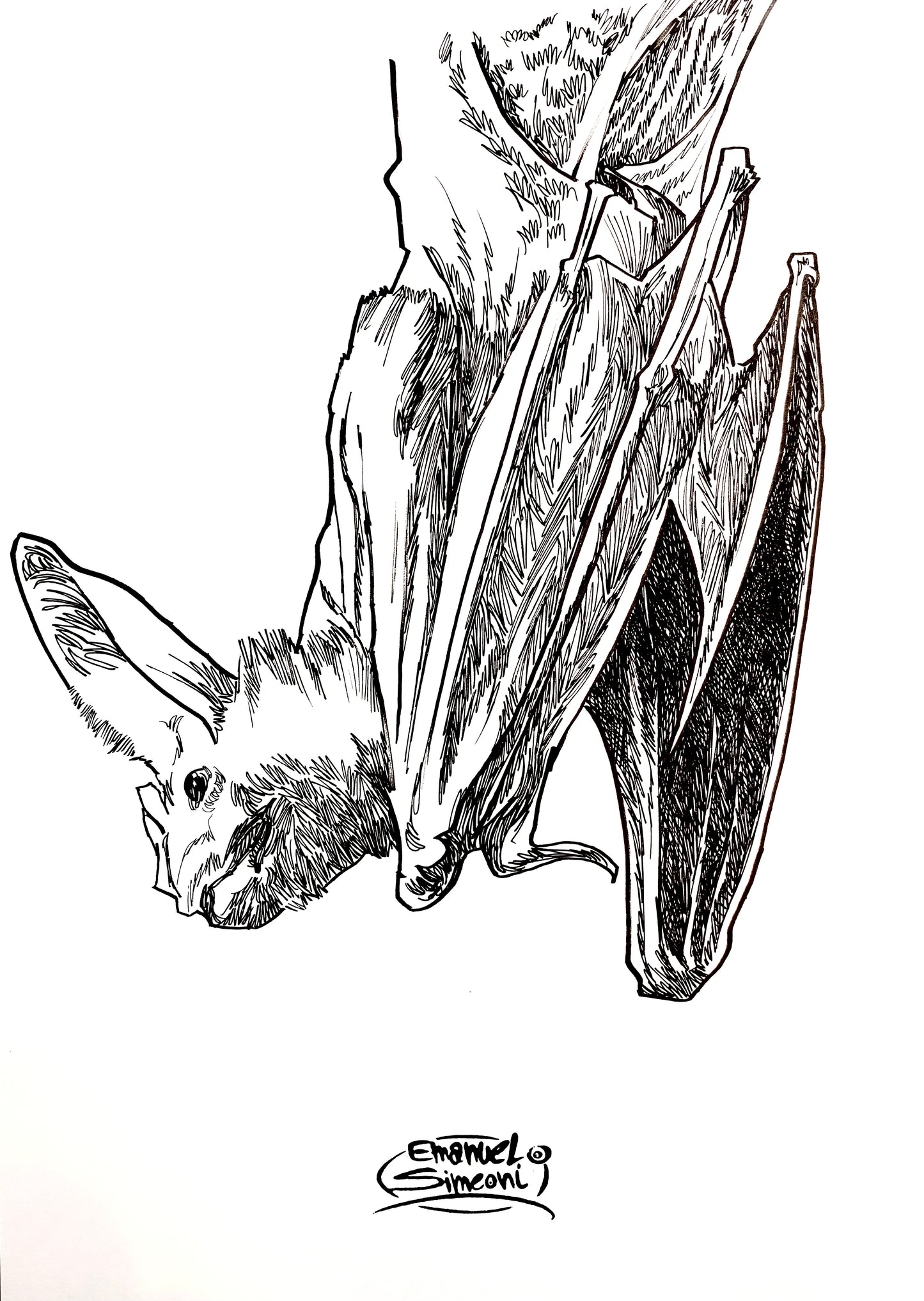 Pipistrello - Opera d'Arte originale di Emanuel Simeoni